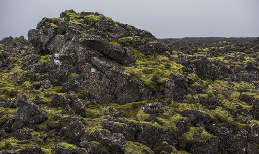 雨后苔藓岩堆，湿润苍翠如画