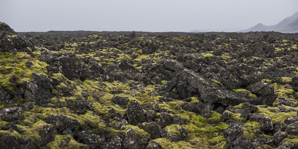 无垠苔藓熔岩地，大地纹理尽显