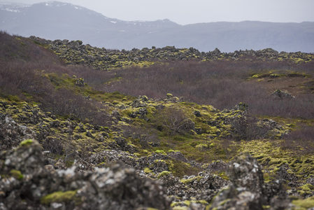 苔藓覆盖的火山岩地貌