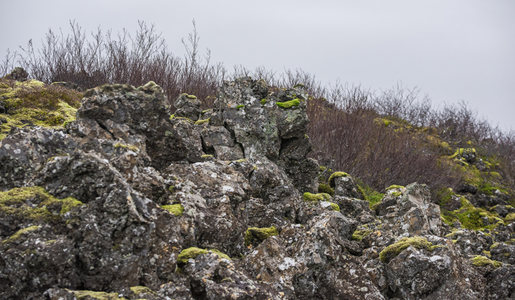 岩石缝隙中的顽强生命