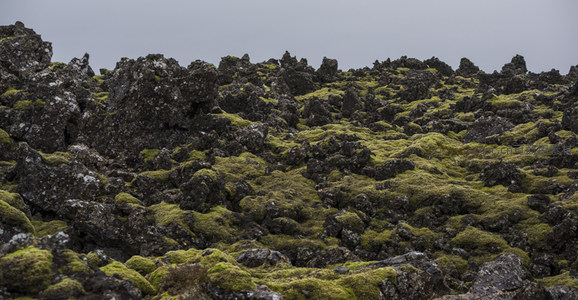 绿色苔藓与黑色岩层交织