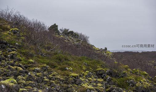 山坡上的苔藓与灌木丛