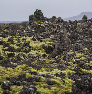 苔藓覆盖的火山岩地貌奇观