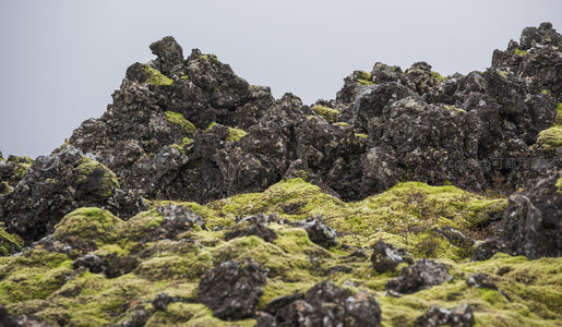 苔藓覆盖的火山岩地貌特写