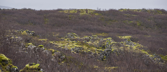 苔原之上火山岩与灌木交织