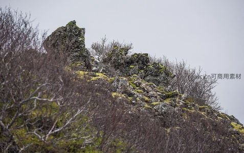 孤峰上的苔藓与枯枝交织