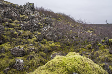 近景苔藓与枯枝的静谧
