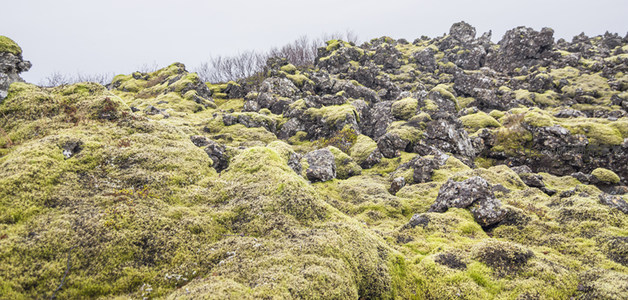 苔藓覆盖的火山岩坡全景