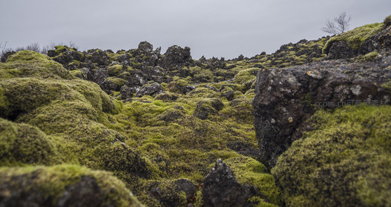 苔藓覆盖的火山岩地貌特写