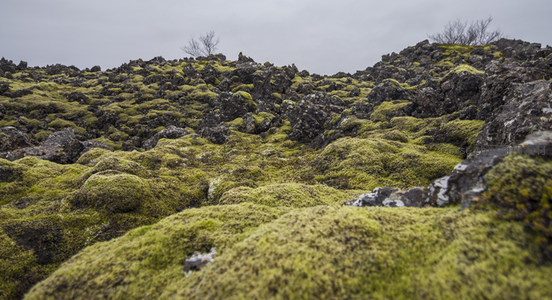 低角度拍摄的苔藓火山地景