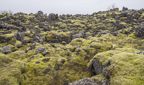 广角视野下的苔藓火山原野