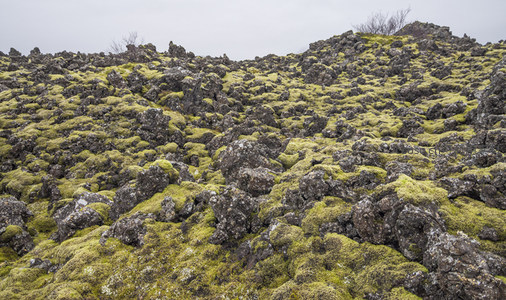 苔藓覆盖的火山岩地貌