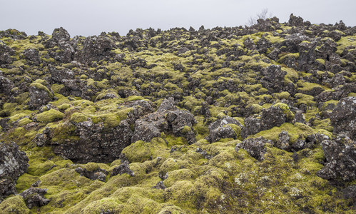 荒原上的绿色绒毯