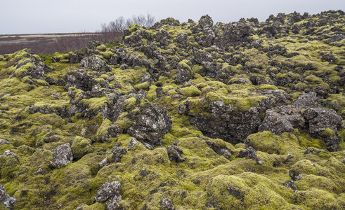 火山地貌的生机盎然