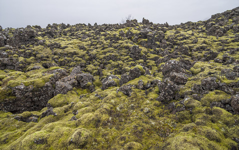 苔藓与岩石的共生画卷