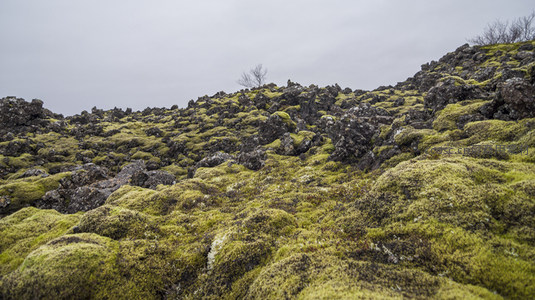 苍茫天地间的绿色奇迹