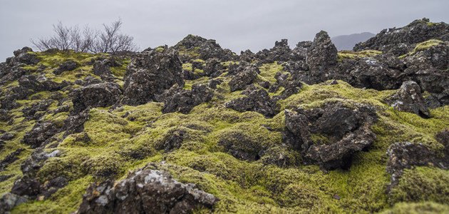 冰岛苔原上的黑色熔岩