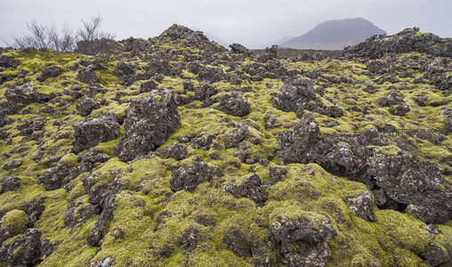 远山下的苔藓火山地