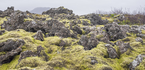 苔藓覆盖的火山岩地貌