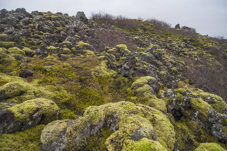 特写镜头下的苔藓岩层