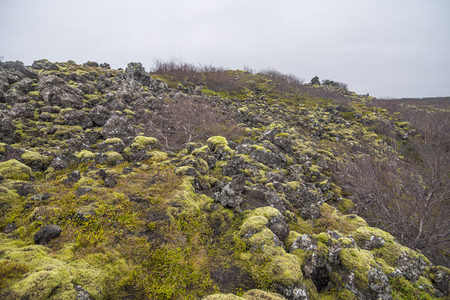 苔藓覆盖的火山岩地貌