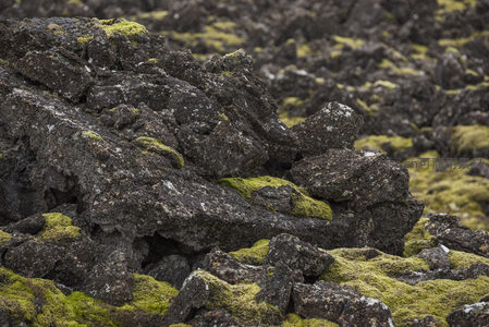 火山岩缝隙中生长的翠绿苔藓