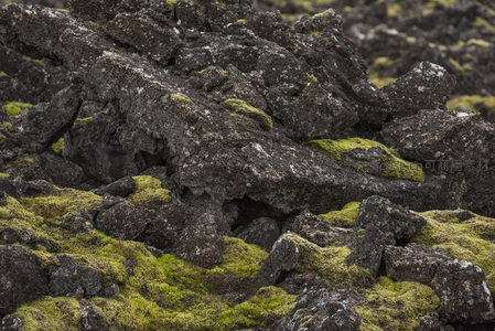 苔藓覆盖的火山岩地貌特写