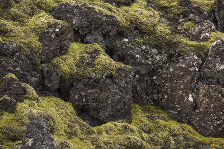 青苔与黑石交织的自然纹理