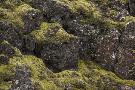 火山熔岩上的生命绿毯