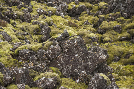 苔藓覆盖的火山岩地貌特写