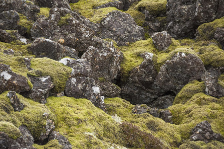青苔点缀的黑色熔岩景观