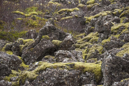 火山岩缝隙中的苔藓生机