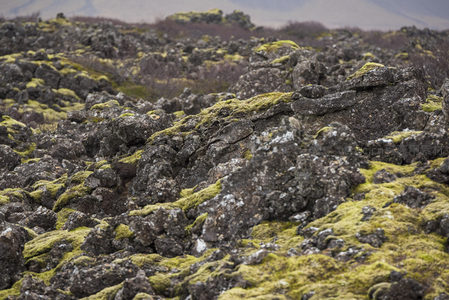 广袤苔原上的火山岩群落