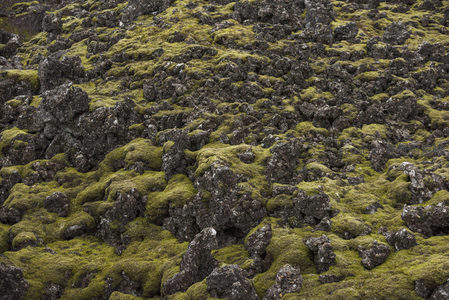 苔藓覆盖的火山岩地貌