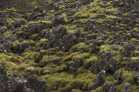 青苔与玄武岩的共生画卷