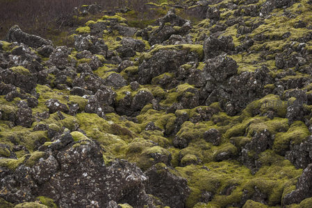 火山熔岩上的生命绿毯