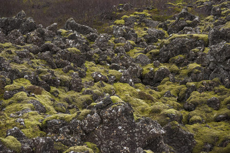 苔藓地毯铺满黑色岩床
