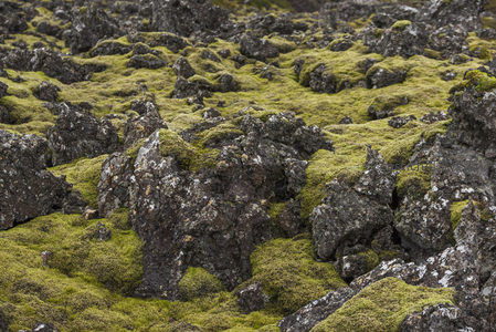 青苔遍布的熔岩原野景观