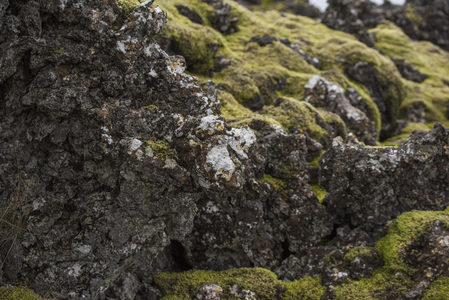 火山岩缝隙中的苔藓与地衣
