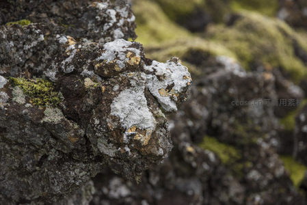 岩石表面斑驳的地衣特写
