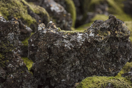 火山岩块上的苔藓与地衣共生