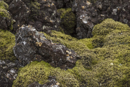 苔藓覆盖的火山岩特写，展现自然生机