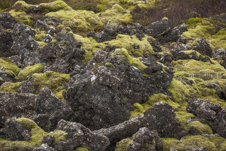 崎岖火山岩与柔嫩苔藓交织的大地纹理