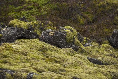 绵延起伏的苔藓地毯，覆盖着黑色岩床