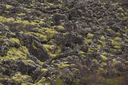 苔藓覆盖的火山岩地貌