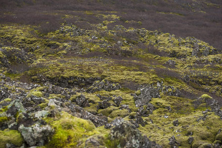 苔藓山丘与枯枝背景