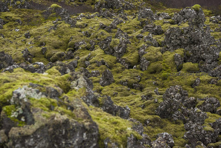 特写镜头下的苔藓岩层