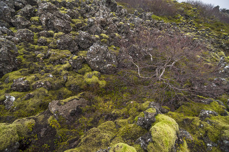 苔藓岩地上的孤树