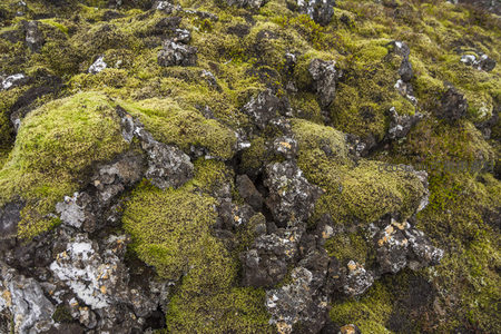 微距下的苔藓与岩石