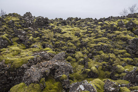 苔藓覆盖的火山岩地貌